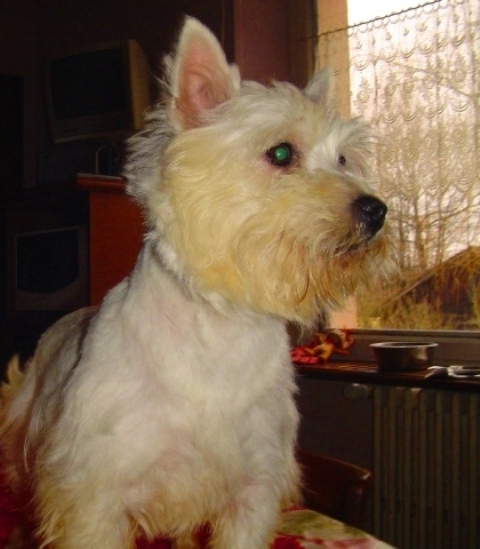 Les West Highland White Terrier de l'affixe Du void de la bure