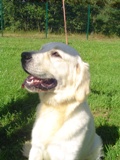 Chum punkette du clos de bajean