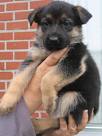 Chiots Berger Allemand LOF poils longs disponibles