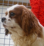 Du void de la bure - A vendre superbe femelle King Vharles Spaniel