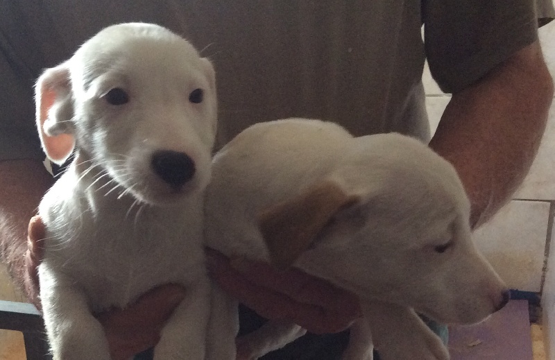 Du void de la bure - Chiots disponibles - Jack Russell Terrier