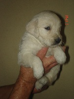 CHIOT