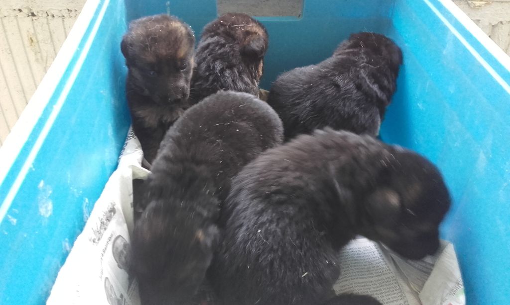 Du void de la bure - Chiots disponibles - Berger Allemand