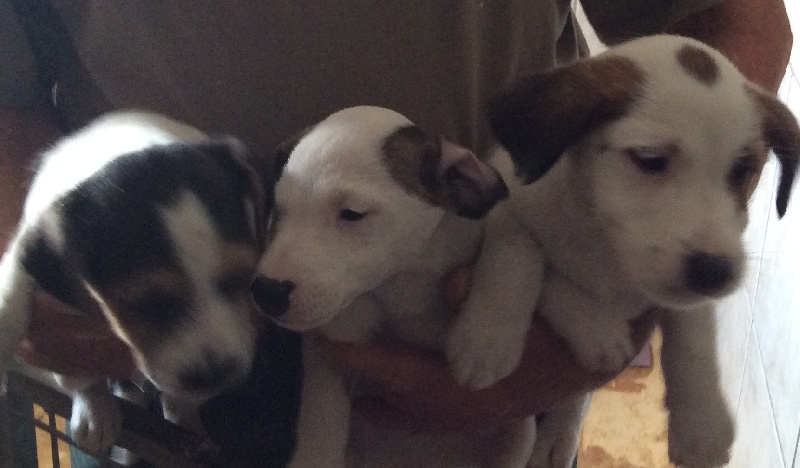 Du void de la bure - Chiots disponibles - Jack Russell Terrier